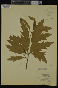 Quercus x schochiana image