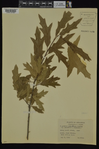 Quercus x schochiana image