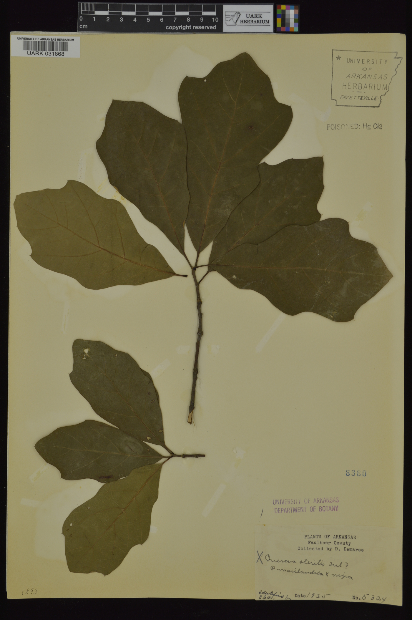 Quercus x sterilis image