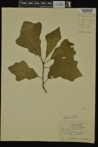 Quercus x sterilis image