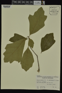 Quercus x sterilis image