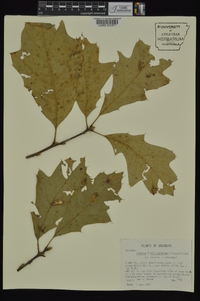 Quercus x willdenowiana image