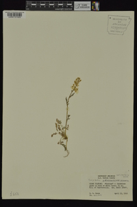 Corydalis crystallina image