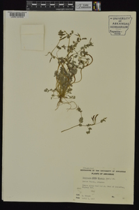 Corydalis flavula image