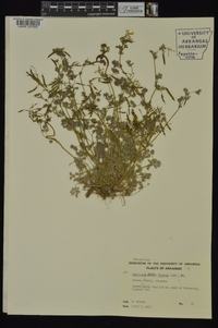 Corydalis flavula image