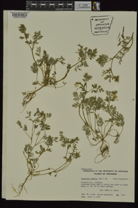 Corydalis flavula image