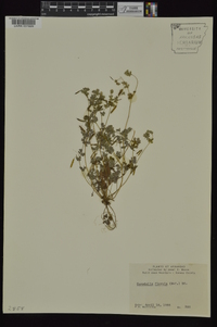 Corydalis flavula image