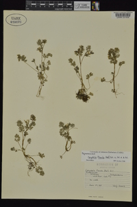 Corydalis flavula image