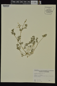 Corydalis flavula image