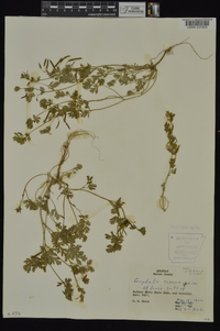 Corydalis flavula image