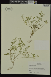 Corydalis flavula image