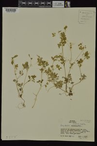 Corydalis flavula image