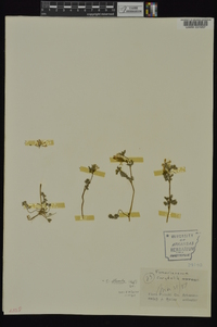 Corydalis flavula image