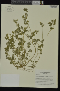 Corydalis flavula image