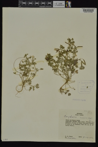 Corydalis flavula image