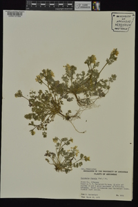 Corydalis flavula image