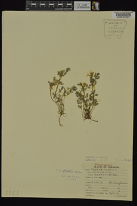 Corydalis flavula image