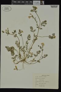 Corydalis flavula image