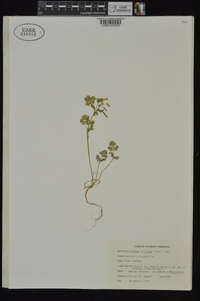 Corydalis flavula image