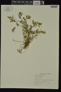 Corydalis flavula image