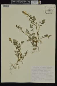 Corydalis micrantha image