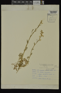 Corydalis micrantha image