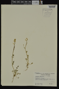 Corydalis micrantha image