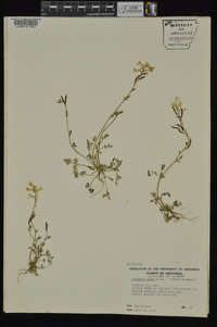 Corydalis micrantha image