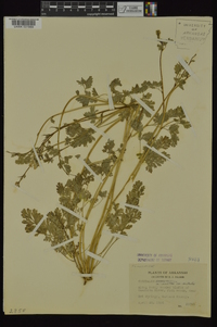 Corydalis micrantha image