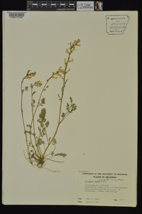 Corydalis micrantha subsp. australis image