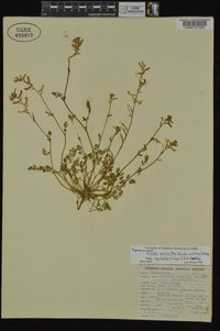 Corydalis micrantha image