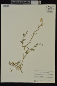 Corydalis micrantha image