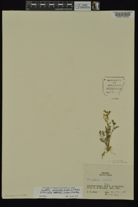 Corydalis micrantha subsp. australis image