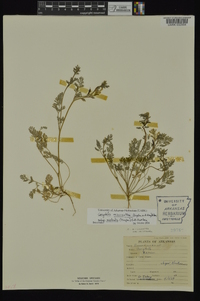 Corydalis micrantha image