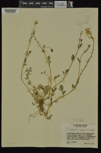 Corydalis micrantha image