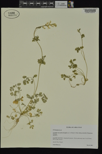 Corydalis micrantha image