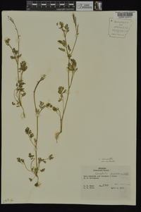 Corydalis micrantha image