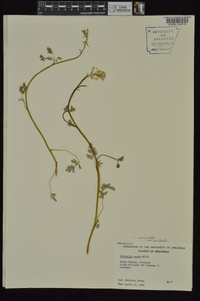 Corydalis micrantha image