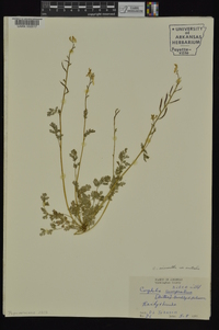 Corydalis micrantha image