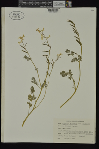 Corydalis micrantha subsp. australis image