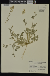 Corydalis micrantha image