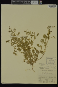 Corydalis micrantha subsp. micrantha image