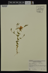 Sabatia campestris image