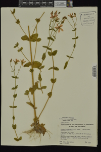 Sabatia angularis image