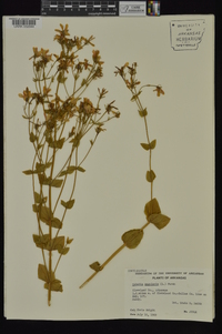 Sabatia angularis image