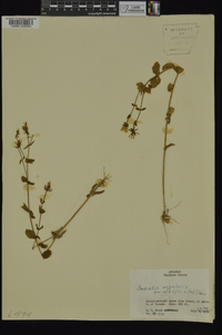 Sabatia angularis image