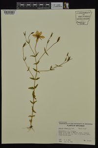 Sabatia campestris image