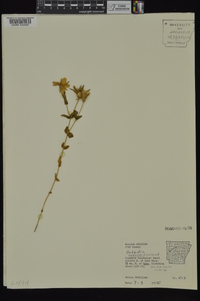 Sabatia angularis image