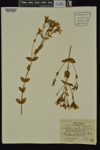 Sabatia angularis image