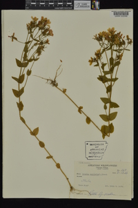 Sabatia angularis image